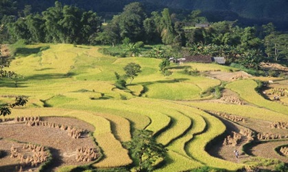 Vẻ đẹp khó cưỡng của ruộng bậc thang ở Hoàng Su Phì