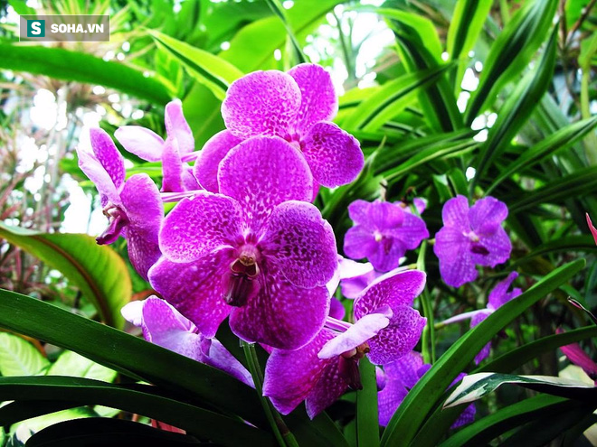 Làm hỏng chậu lan, chú tiểu sợ bị mắng nhưng sư thầy chỉ nói 1 câu, ai cũng nên nghe! - Ảnh 1.