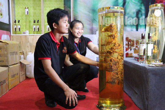 Sâm Ngọc Linh gần 100 triệu/kg vẫn đắt như tôm tươi - 1