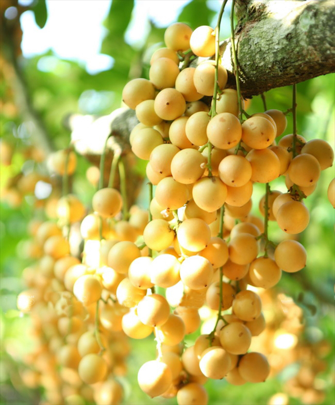 Mê mẩn những đặc ngon không cưỡng nổi ở Bình Dương - 9