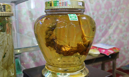 Sâm Ngọc Linh gần 100 triệu/kg vẫn đắt như tôm tươi