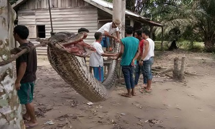 Chạm trán trăn khổng lồ, người đàn ông tay không tử chiến và chiến thắng