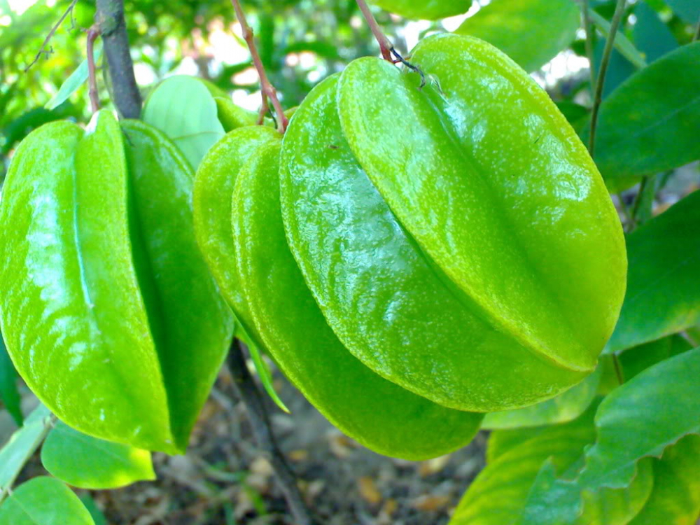 loi-ich-tuyet-voi-tu-qua-khe-1