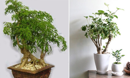 “Thần dược” để chữa bách bệnh, chặn khí xấu, tài lộc vào ầm ầm gia đình luôn hạnh phúc