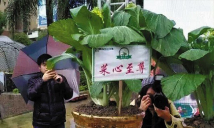 Mua vàng còn rẻ hơn 4 loại rau siêu đắt đỏ này