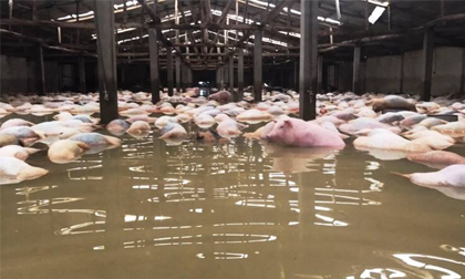 Tin mới nhất về số lợn bị chết đuối trong chuồng nuôi: Số lợn chết đã lên đến gần 6.000 con