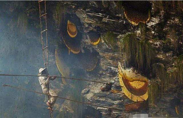 Treo mình giữa vực sâu để tìm loại mật ong 