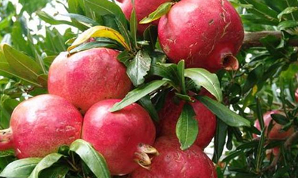 Lợi ích sức khỏe của vỏ quả lựu ít người biết