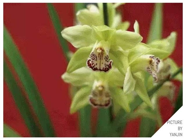 Những bông hoa đắt nhất TG - món quà 