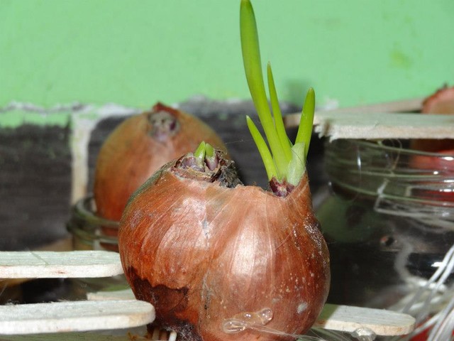 Chớ dại ăn những thực phẩm này khi đã mọc mầm - 6