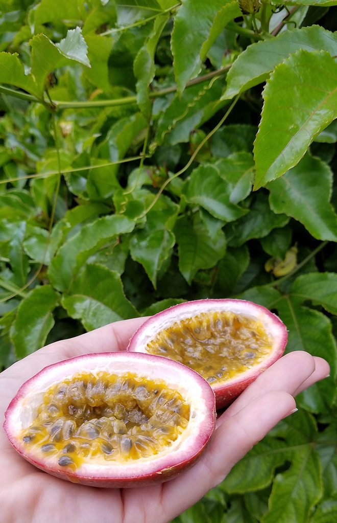Khu vườn địa đàng của cụ bà 83 tuổi đã dành 33 năm để thỏa mãn tình yêu với cây, hoa - Ảnh 16.