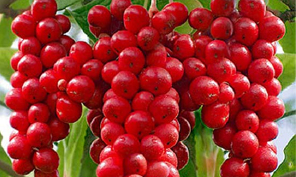 Ngũ vị tử - thuốc quý chữa bách bệnh