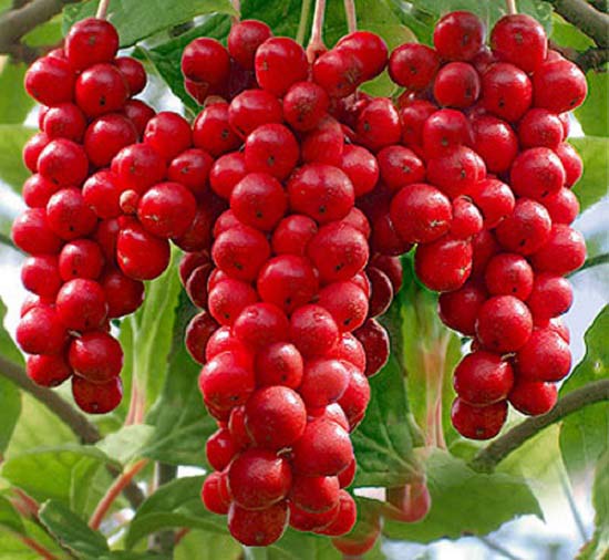Ngũ vị tử - thuốc quý chữa bách bệnh - 1