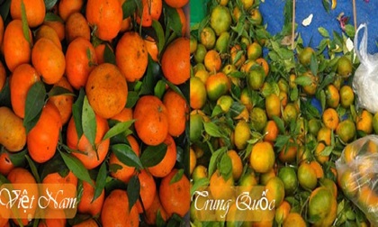 Biết mẹo này chỉ cần nhìn là đã phân biệt được cam Trung Quốc và cam Việt Nam