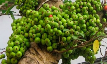 Ăn quả này thường xuyên cả đời chẳng lo tim mạch, ung thư và tiểu đường