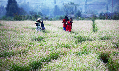 Kinh nghiệm bỏ túi cho dân phượt Hà Giang mùa hoa tam giác mạch