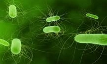 38 người nhập viện do ăn phải bún riêu cua chứa E.Coli