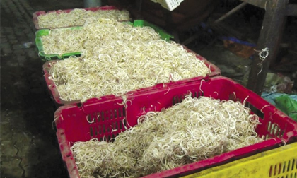 Công khai tẩy trắng bắp chuối bằng hoá chất công nghiệp