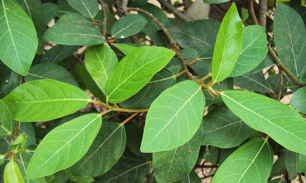 Thứ lá bỏ đi, trồng chỉ để làm cảnh lại là thần dược vô cùng quý - 1