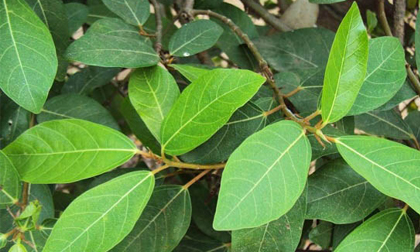 Thứ lá bỏ đi, trồng chỉ để làm cảnh lại là thần dược vô cùng quý