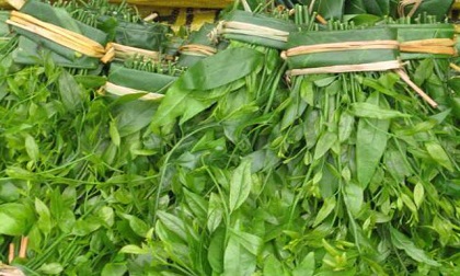Loại rau được ví đắt ngang tôm hùm có công dụng như thế nào?