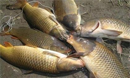 Cá chép chính là thần dược cho sức khỏe mà ít ai biết để tận dụng