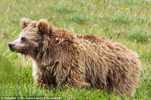 Sự thật bí ẩn trăm năm về người tuyết khổng lồ Yeti - 2