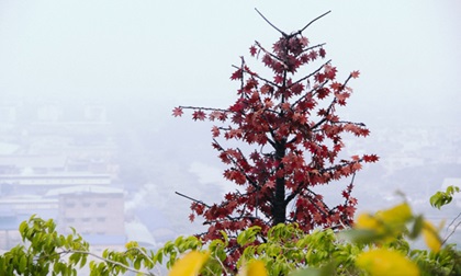 Hiện tượng thời tiết Sài Gòn như hóa Sa Pa