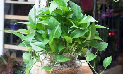 Đây chính là cây trồng trong nhà sẽ loại bỏ mọi khí độc và giúp bạn có cơ thể khỏe mạnh, giấc ngủ ngon