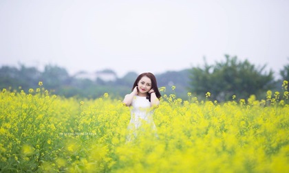 Ngẩn ngơ ngắm cánh đồng hoa cải vàng nở rộ ở ngoại thành Hà Nội