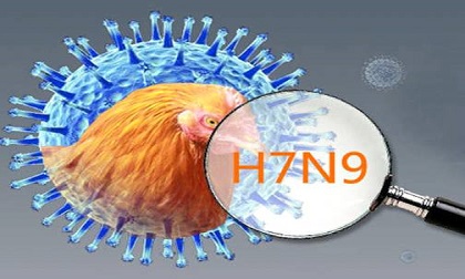 Cảnh báo dịch cúm A/H7N9 mùa thứ 6 động lực cao có thể xẩy ra