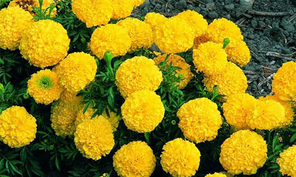 Trồng hoa chơi Tết 2018: Nhất định phải trồng hoa cúc vạn thọ vì những lý do này