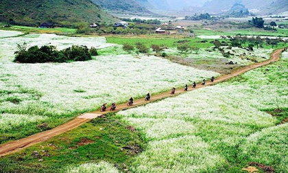 Mộc Châu - Điểm đến tuyệt vời cho kỳ nghỉ Tết 2018