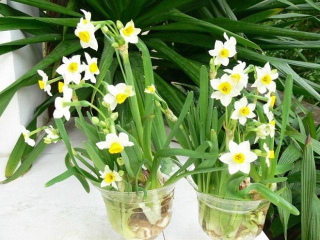 de cong viec thuan buom xuoi gio nam 2018, hoc ngay meo bai tri cay trong phong lam viec - 3