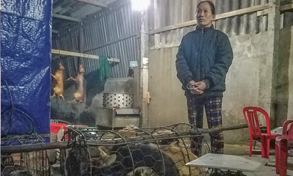 Bắt nhóm người trộm 30 con chó mỗi đêm