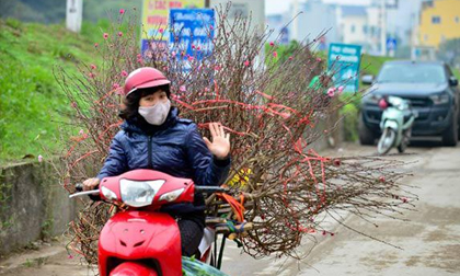 Đào Nhật Tân khoe sắc xuống phố đón Tết sớm