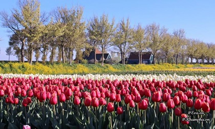 Vườn hoa tulip đẹp như tranh và 'bí kíp' chăm hoa nở đúng Tết của mẹ Việt ở Hà Lan
