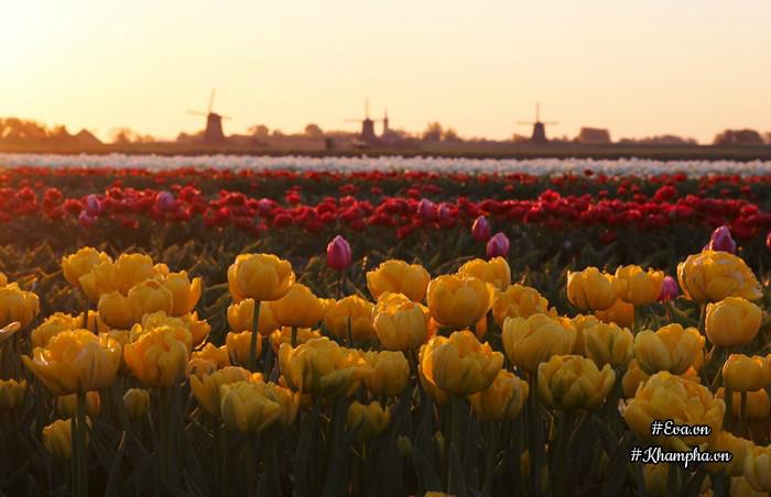 vuon hoa tulip dep nhu tranh va 