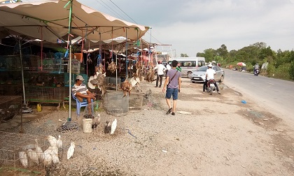 Cận Tết, dân Sài Thành đổ về chợ chim trời mua đặc sản ăn tất niên
