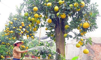 Top cây cảnh tiền tỷ chơi Tết Mậu Tuất 2018 đẹp mê hồn chỉ đại gia mới mạnh tay chi