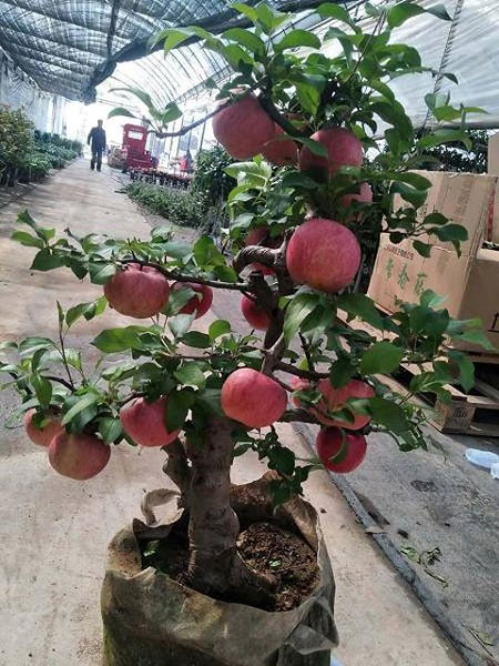 Cây táo đỏ đẹp nhập từ Trung Quốc giá bạc triệu chơi Tết và bí mật sau tán quả - 1