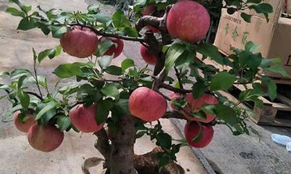 Cây táo đỏ đẹp nhập từ Trung Quốc giá bạc triệu chơi Tết và bí mật sau tán quả