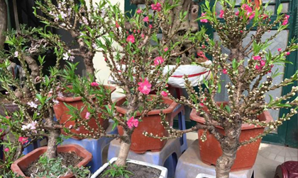 Đào Thất Thốn tiến vua bán 'nhan nhản': Hóa ra đào Trung Quốc, chơi một lần là bỏ đi