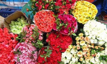 Tinh ý một chút, chị em sẽ chọn được ngay hoa hồng tươi, không ướp lạnh chơi suốt Tết