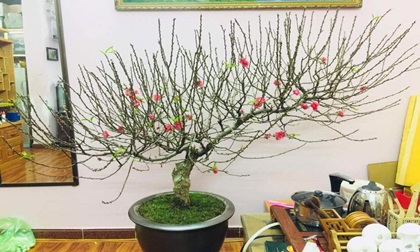 Cách chọn đào, quất đẹp chơi Tết, hợp phong thuỷ
