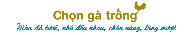 cach chon ga ngon va dep mat de cung ong tao - 4