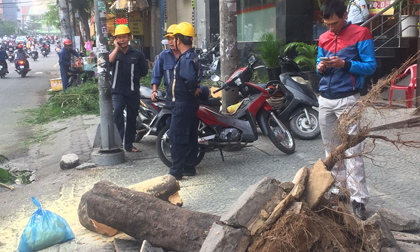 Cây xanh bật gốc, đè 4 người trên phố Sài Gòn