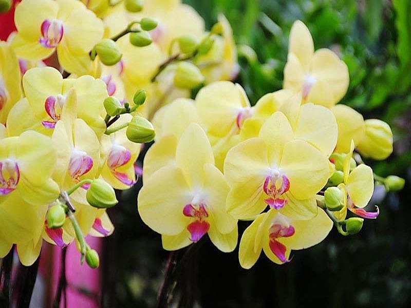 10 loại hoa mang lại may mắn, tài lộc ngày Tết - 3