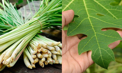 Thực hư bài thuốc trị dứt điểm ung thư từ lá đu đủ và củ sả, những ai đang có ý định thử nên nắm rõ