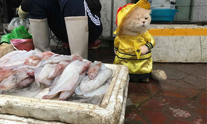 Dân mạng nước ngoài thích thú với chú mèo bán cá ở Việt Nam